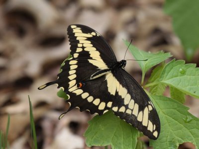 Giant Swallowtail