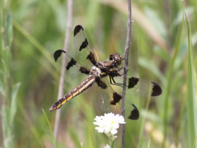 Twelve-spotted Skimmer (Female)