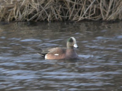 American Widgeon (Male)