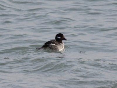 Bufflehead (Female)