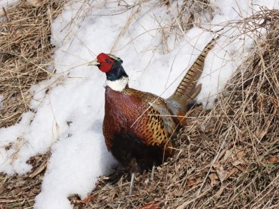 Ring-necked Pheasant