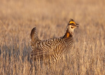 Greater Prairie Chicken