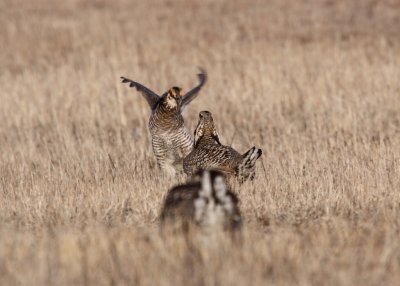 Greater Prairie Chicken