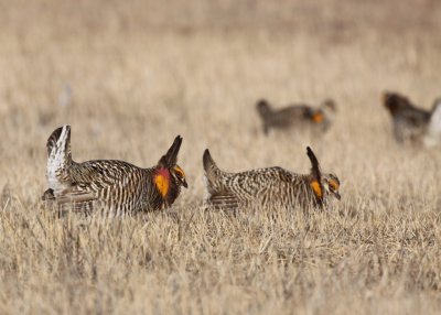 Greater Prairie Chicken