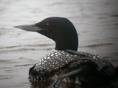 Common Loon