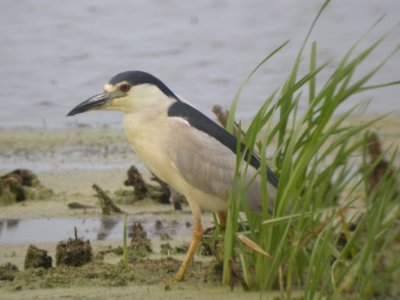 Black-Crowned Night Heron