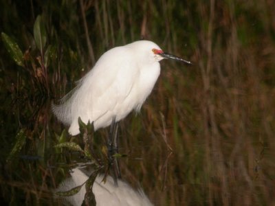 Snowy Egret