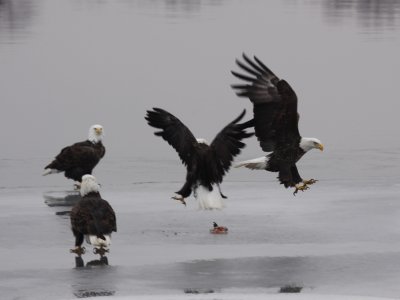 Bald Eagle