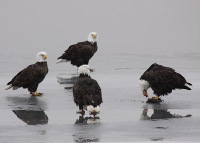 Bald Eagle