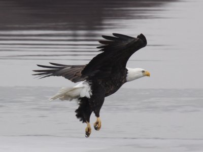 Bald Eagle