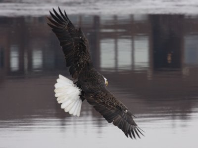 Bald Eagle