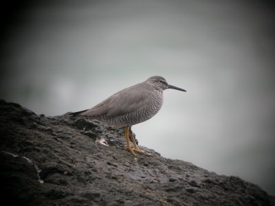 Wandering Tattler