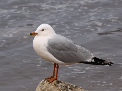 Ring-billed Gull (Pinkish Adult)