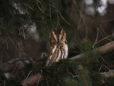 Eastern Screech Owl