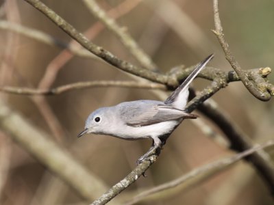 Gnatcatchers & Old World Warblers
