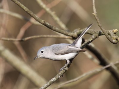 Blue-gray Gnatcatcher