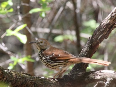 Brown Thrasher