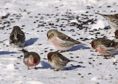 Hoary Redpoll