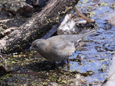 Rusty Blackbird