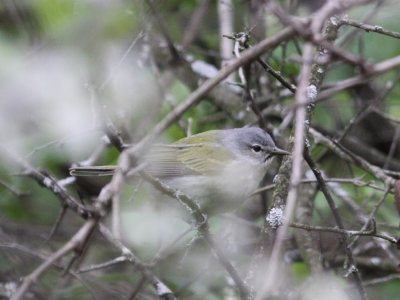 Tennessee Warbler