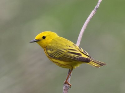 Yellow Warbler