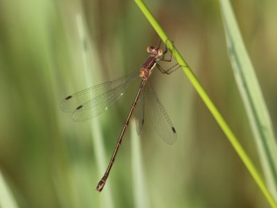 Elegant Spreadwing (Juvenile Female)