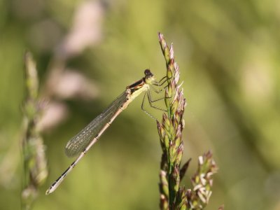 Lyre-tipped Spreadwing (Juvenile Male)