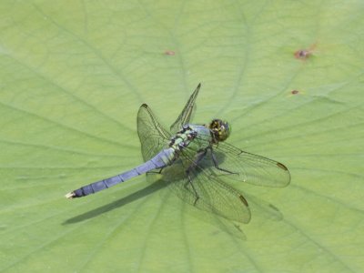 Eastern Pondhawk (Male)