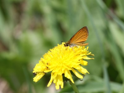 Least Skipper