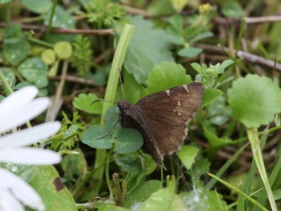 Northern Cloudywing