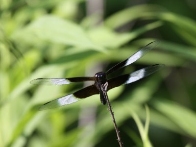 Widow Skimmer (Male)