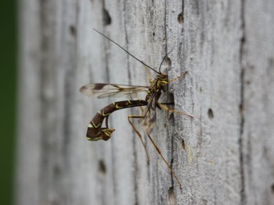 Ichneumon Wasp - M. macrurus (Female)