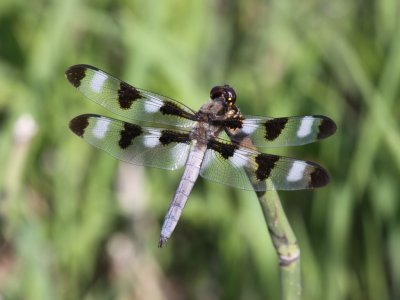 Twelve-spotted Skimmer (Adult Male)