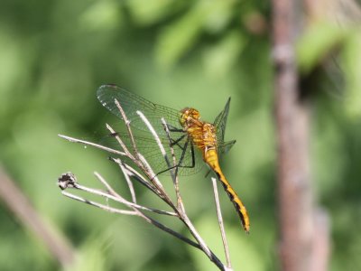 White-faced Meadowhawk (Teneral / Juvenile)