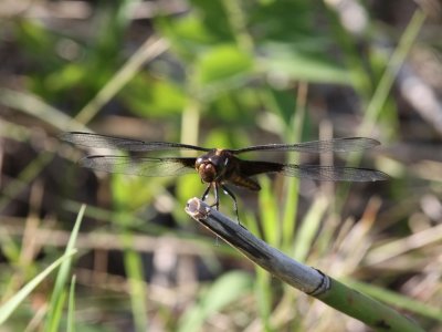 Widow Skimmer Dragonfly (Female)