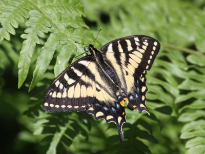 Canadian Tiger Swallowtail