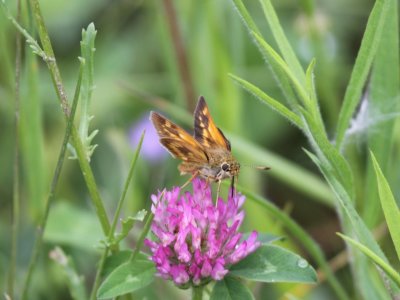 Long Dash Skipper