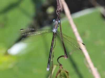 Amber-winged Spreadwing (Female)