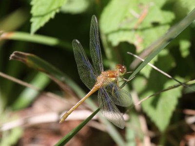 Autumn Meadowhawk (Juvenile Male)