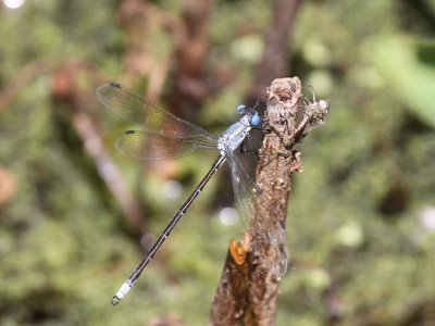 Amber-winged Spreadwing (Male)