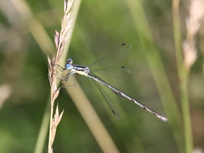 Slender Spreadwing (Female)