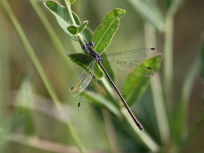 Slender Spreadwing (Female)