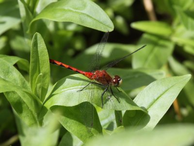 White-faced Meadowhawk (Adult Male)