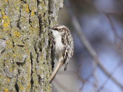 Brown Creeper