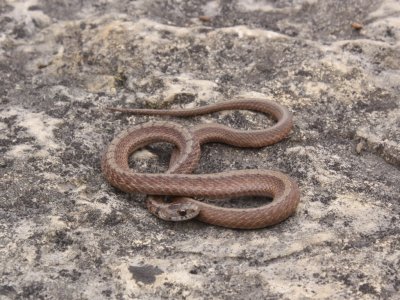 DeKay's Brown Snake