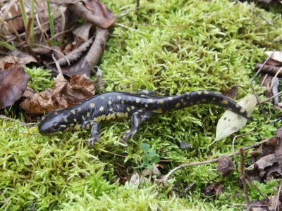 Tiger Salamander