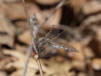 Variegated Meadowhawk
