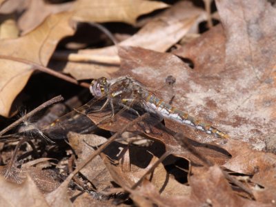Variegated Meadowhawk