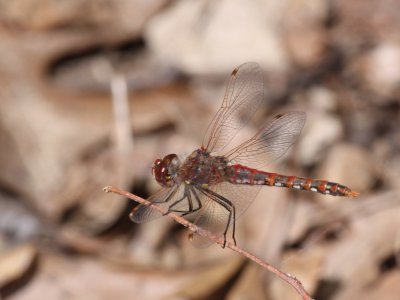Variegated Meadowhawk
