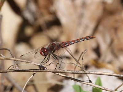 Variegated Meadowhawk